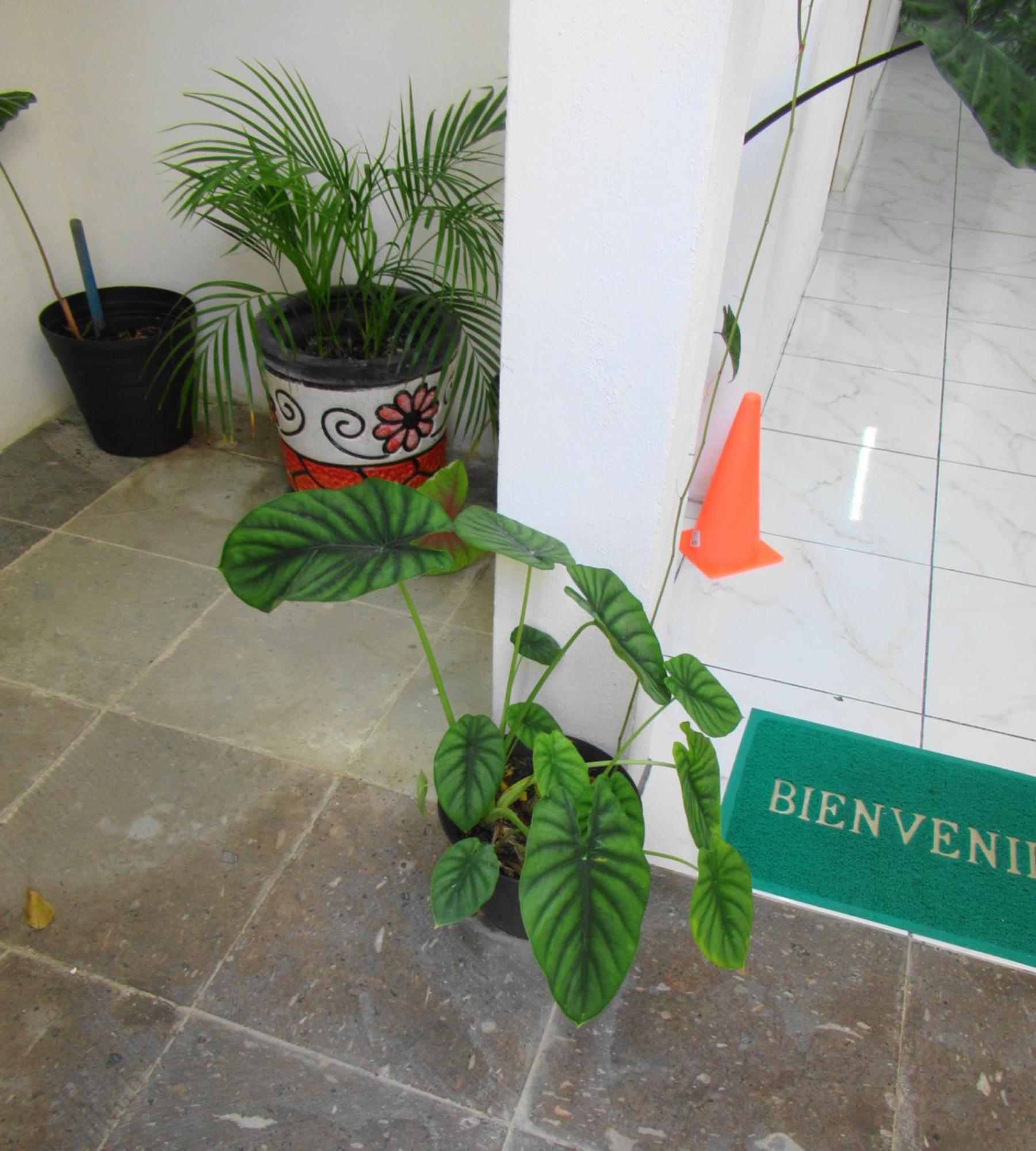 Appartement Cocos à Cancún Extérieur photo